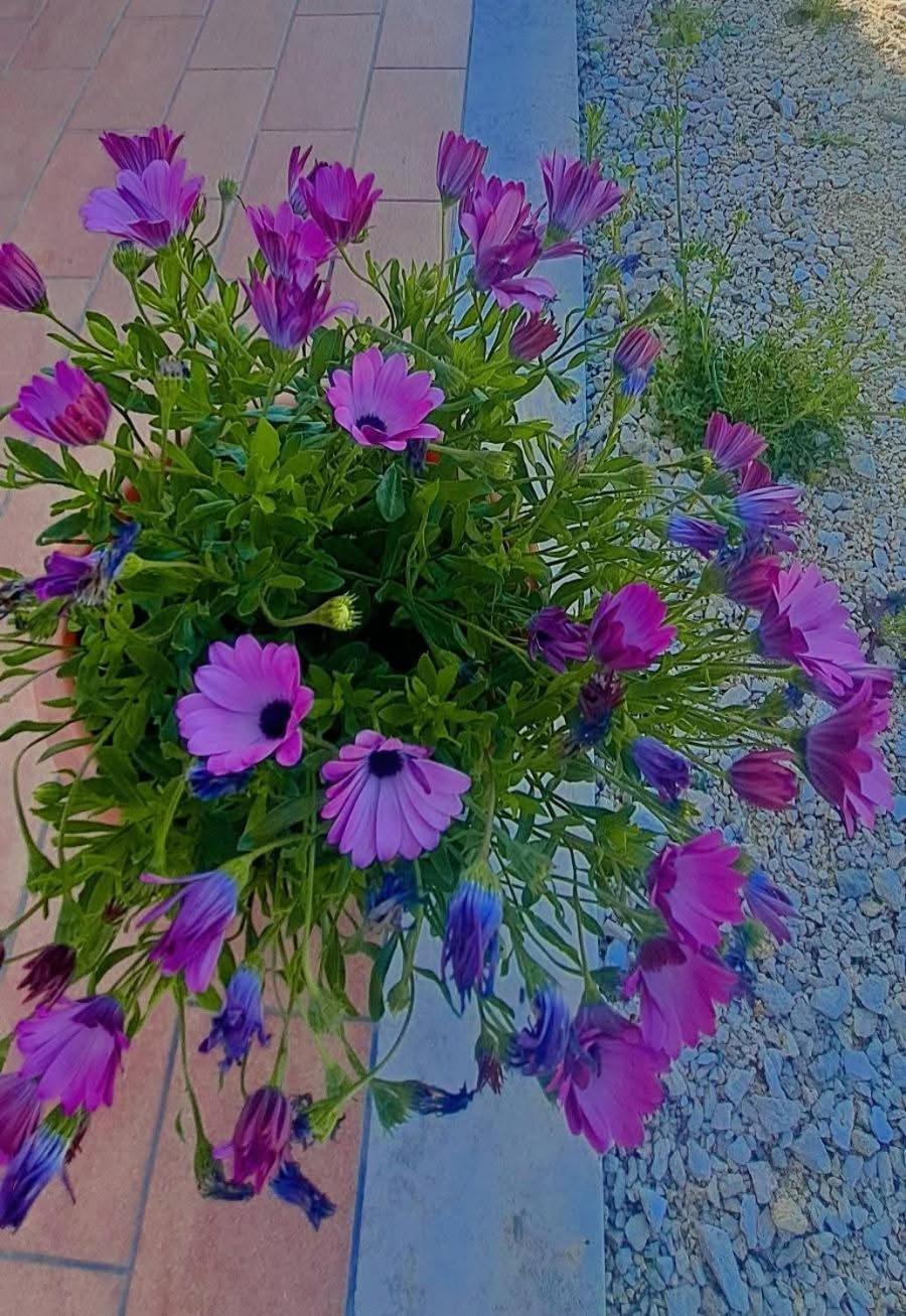 Agriturismo Maremma Amara Сатурния Екстериор снимка
