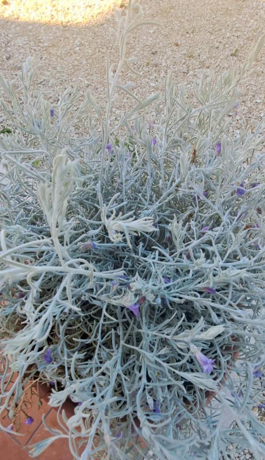 Agriturismo Maremma Amara Сатурния Екстериор снимка