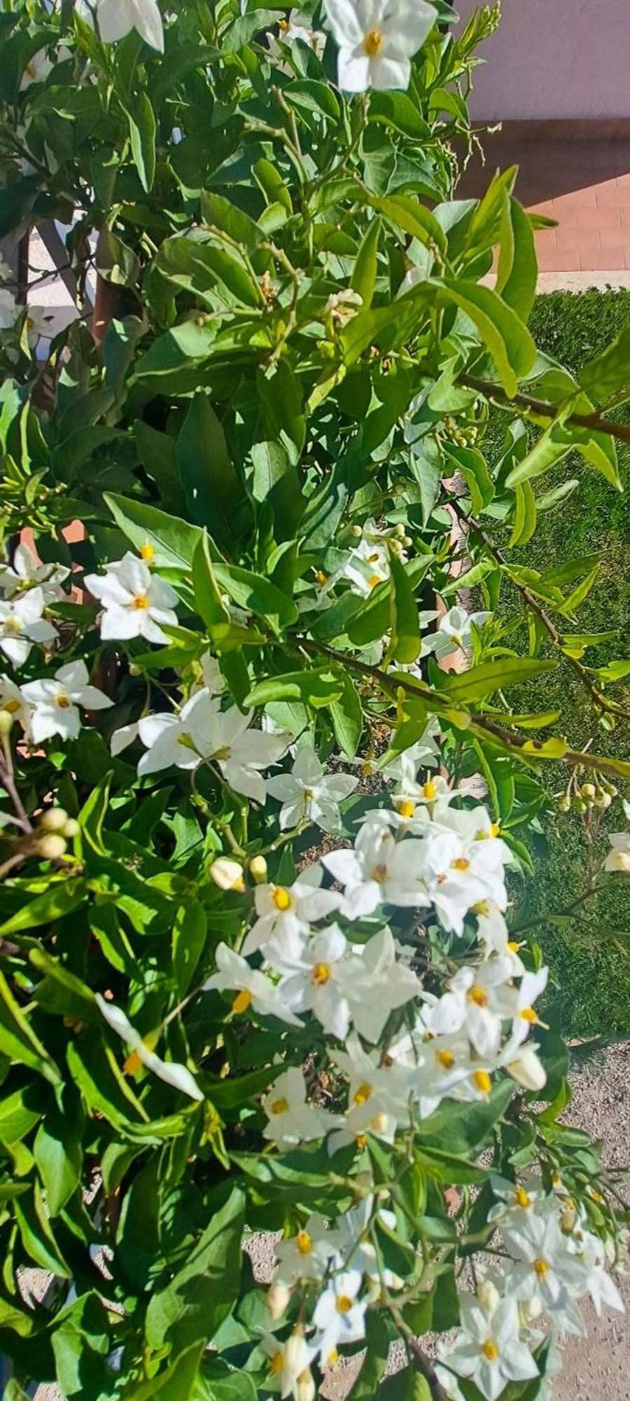 Agriturismo Maremma Amara Сатурния Екстериор снимка